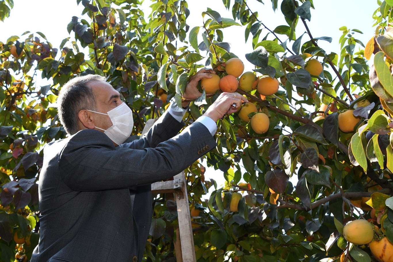 Adıyaman'da hurma hasadı başladı Adıyaman'da hurma hasadı başladı